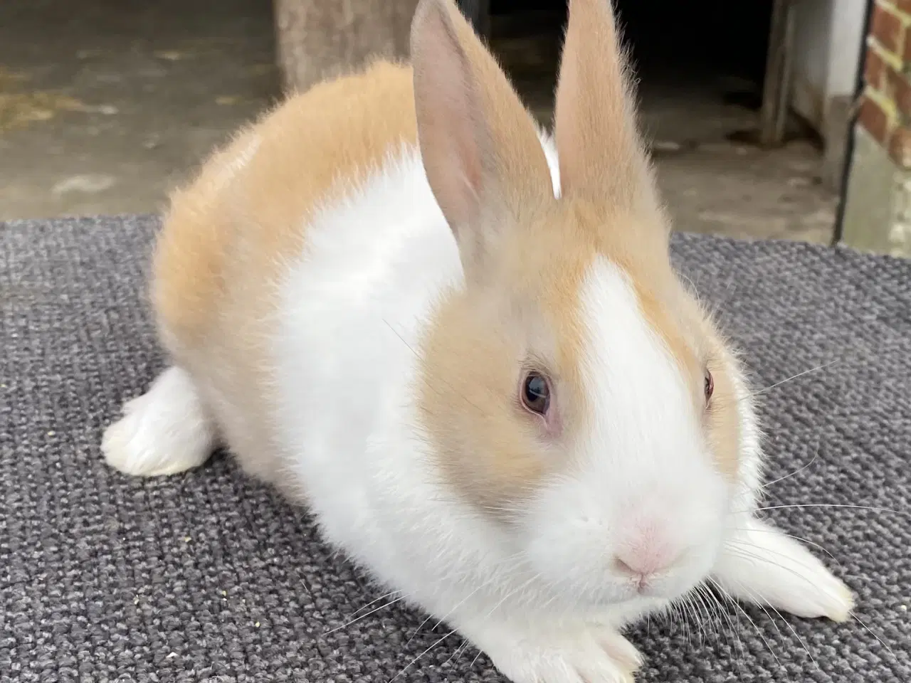 Billede 6 - HOLLÆNDER HAN MADAGASCAR