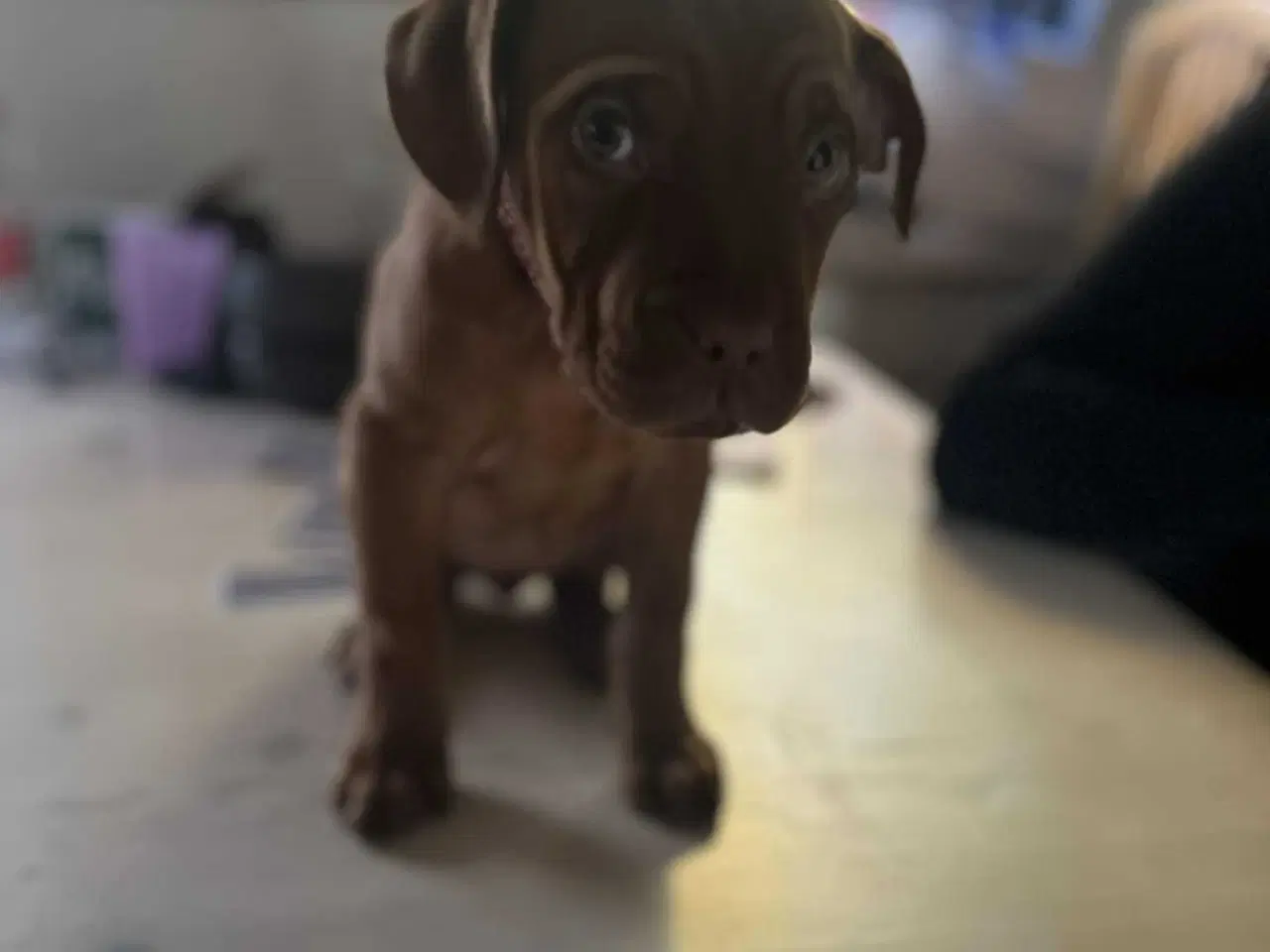 Billede 4 - 7/8 ddb - 1/8 Presa Canario