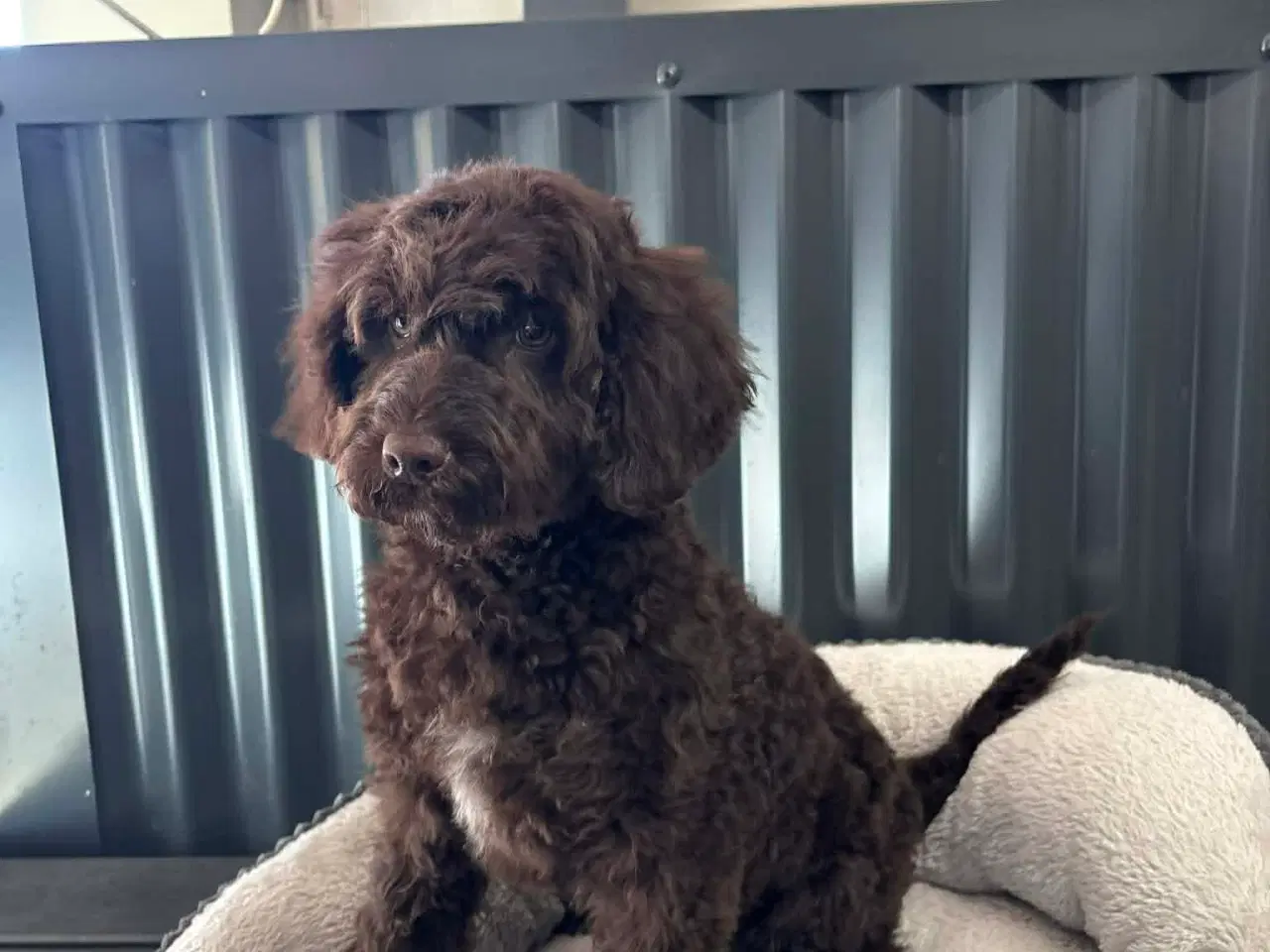 Billede 1 - 🐾 Ossi – skøn labradoodle hvalp søger kærligt hje