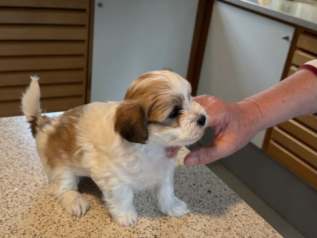 Billede 5 - 3 hanhunde 6 uger