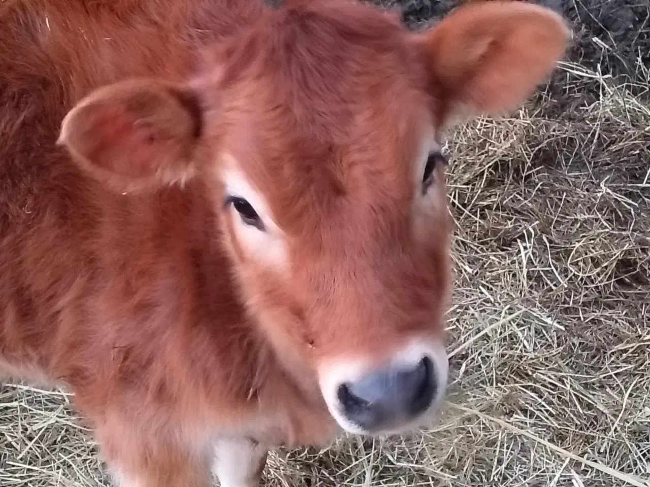 Billede 7 - Stambogsførte Jersey-køer fra lille "familie-gård"