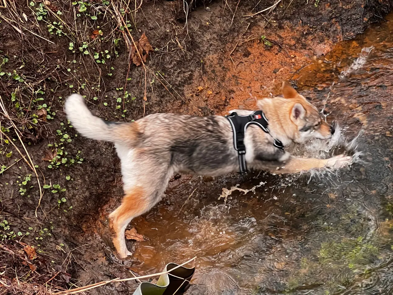 Billede 10 - tjekkoslovakisk ulvehund timberdog/tamaskan