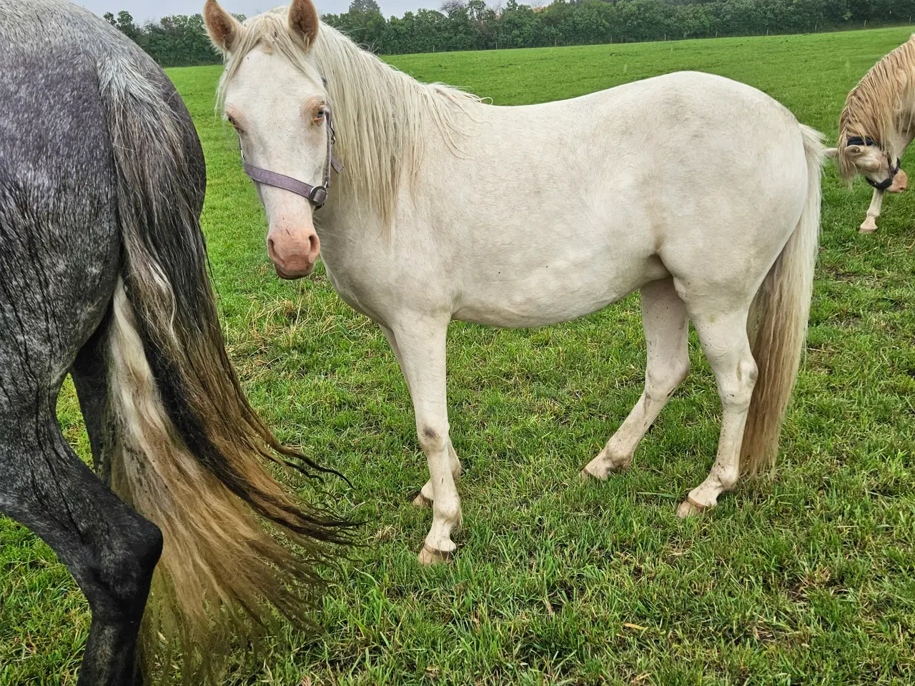 Billede 2 - Kat 2 pony 2,5år