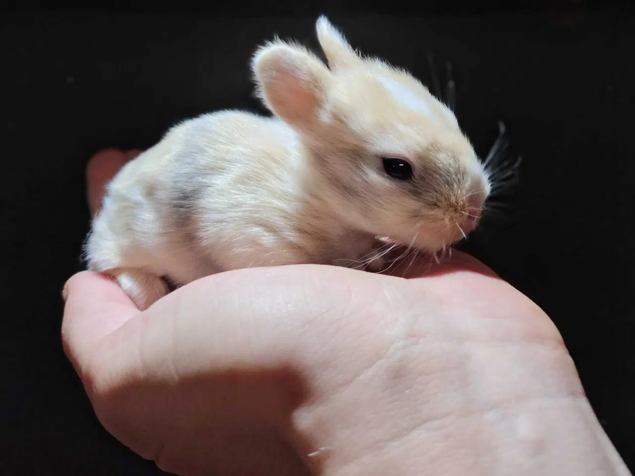 Billede 1 - Indendørs Frikanin 🐰