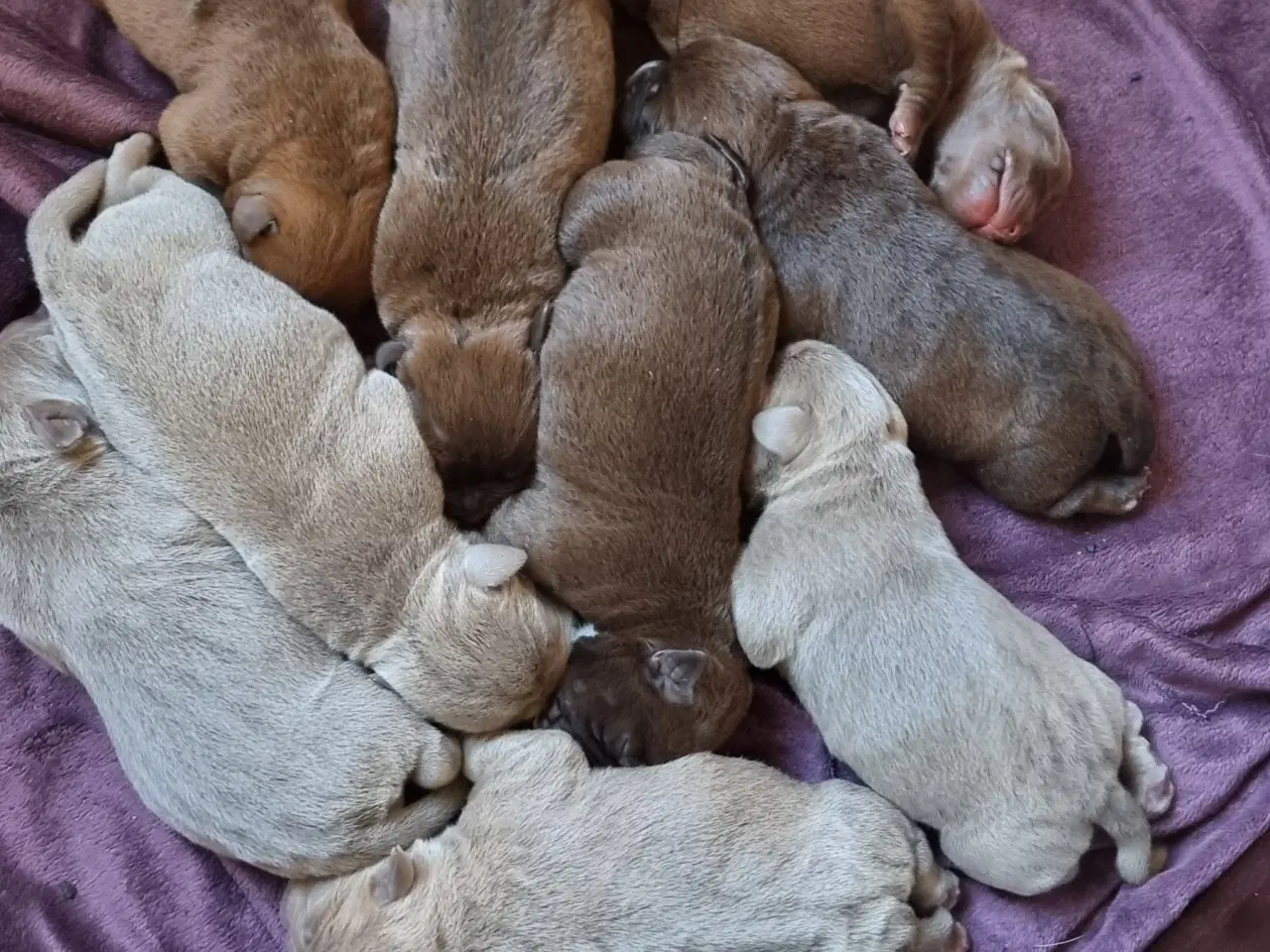 Billede 6 - Old english bulldog blandinger. 