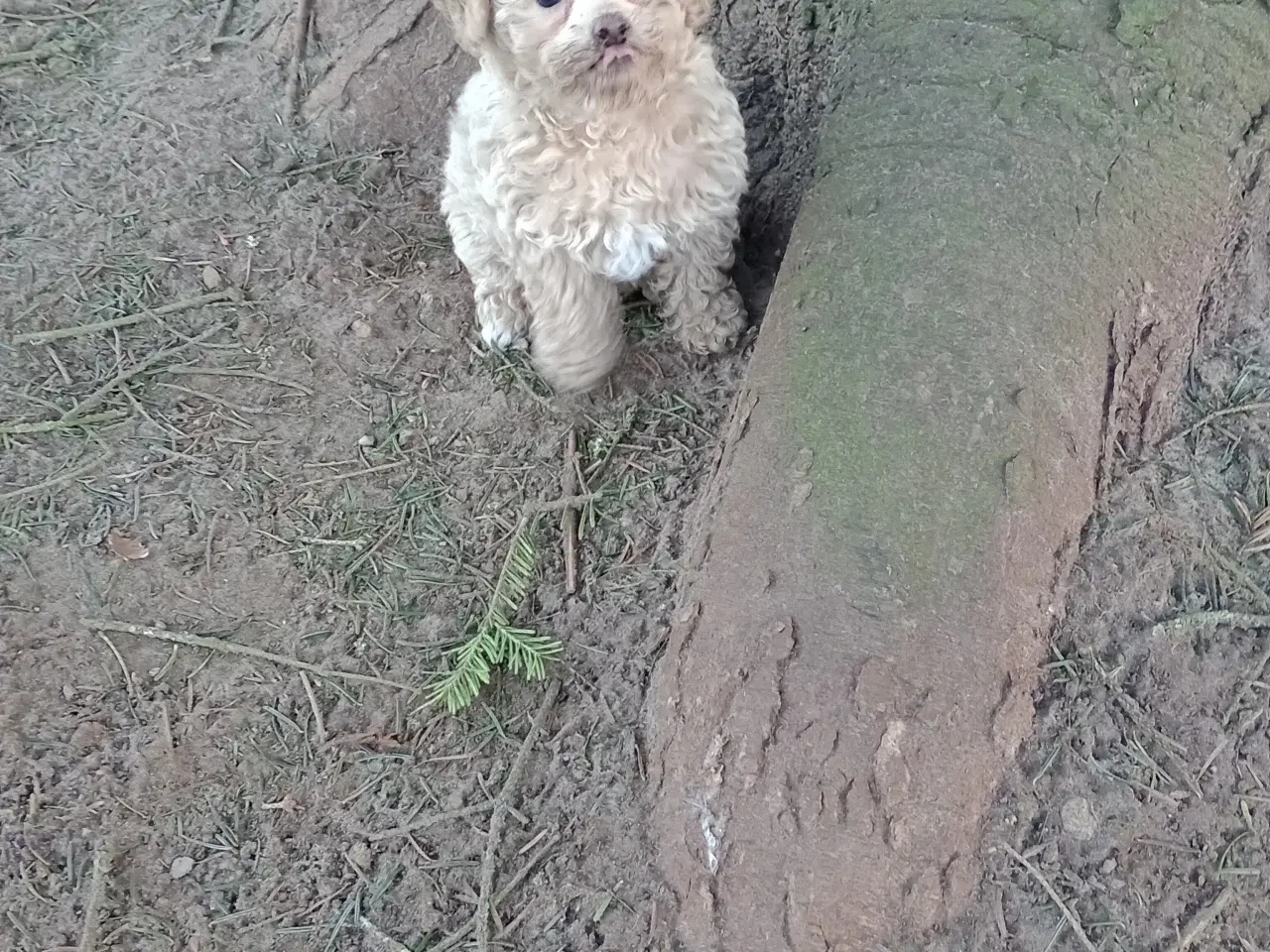 Billede 2 - Maltipoo hvalpe