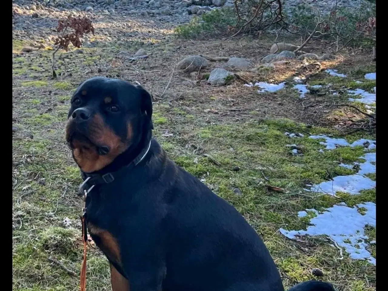 Billede 2 - Rottweiler tæve 2 år