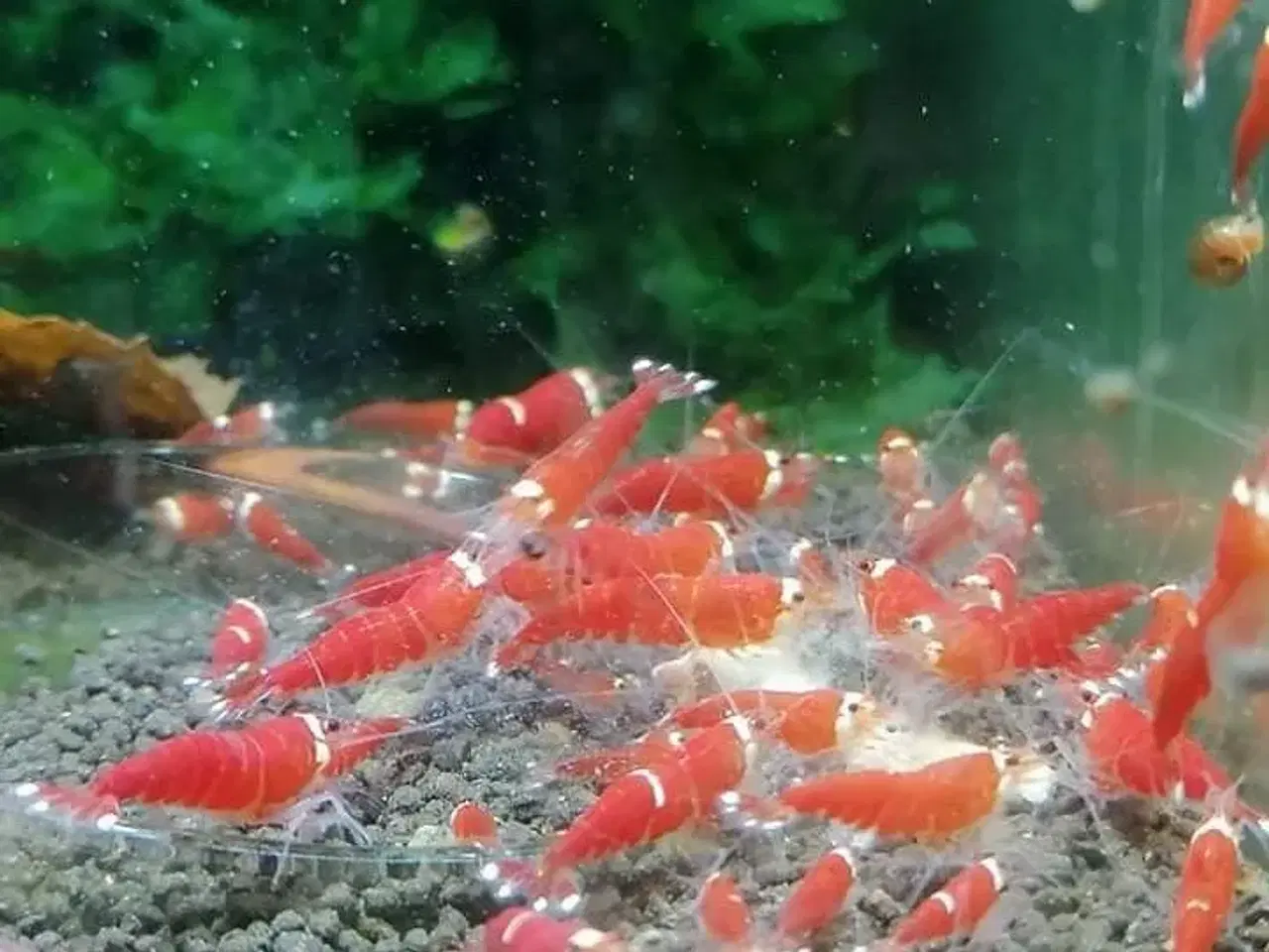 Billede 1 - Caridina super crystal red