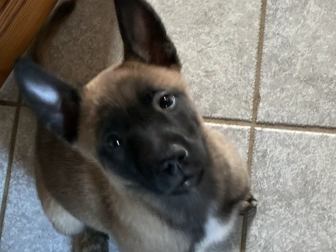 Billede 3 - Malinois hun hvalp 