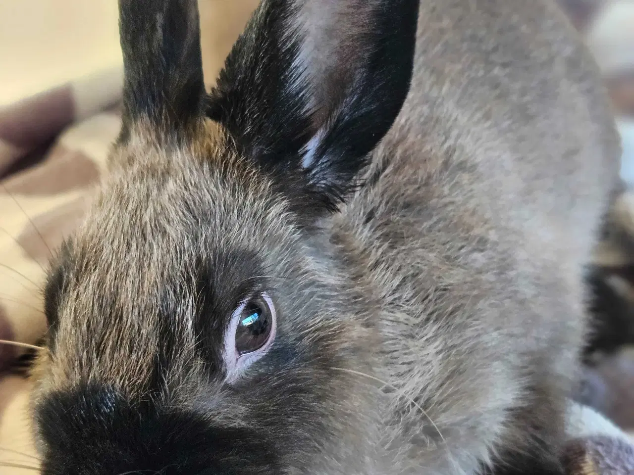 Billede 4 - Kanin grå/sort 1/2 år