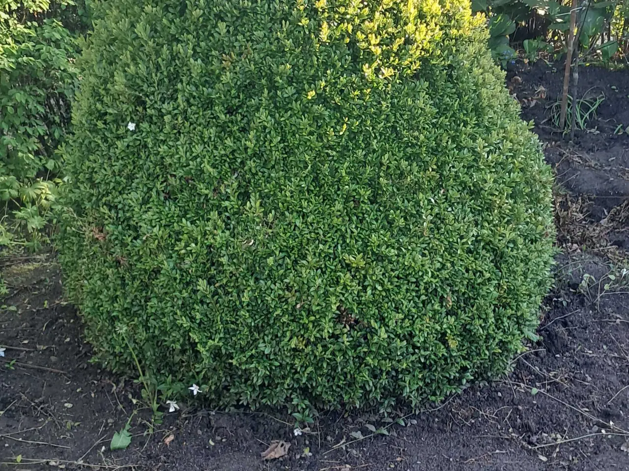 Billede 8 - Flotte haveplanter og havesten bortgives 