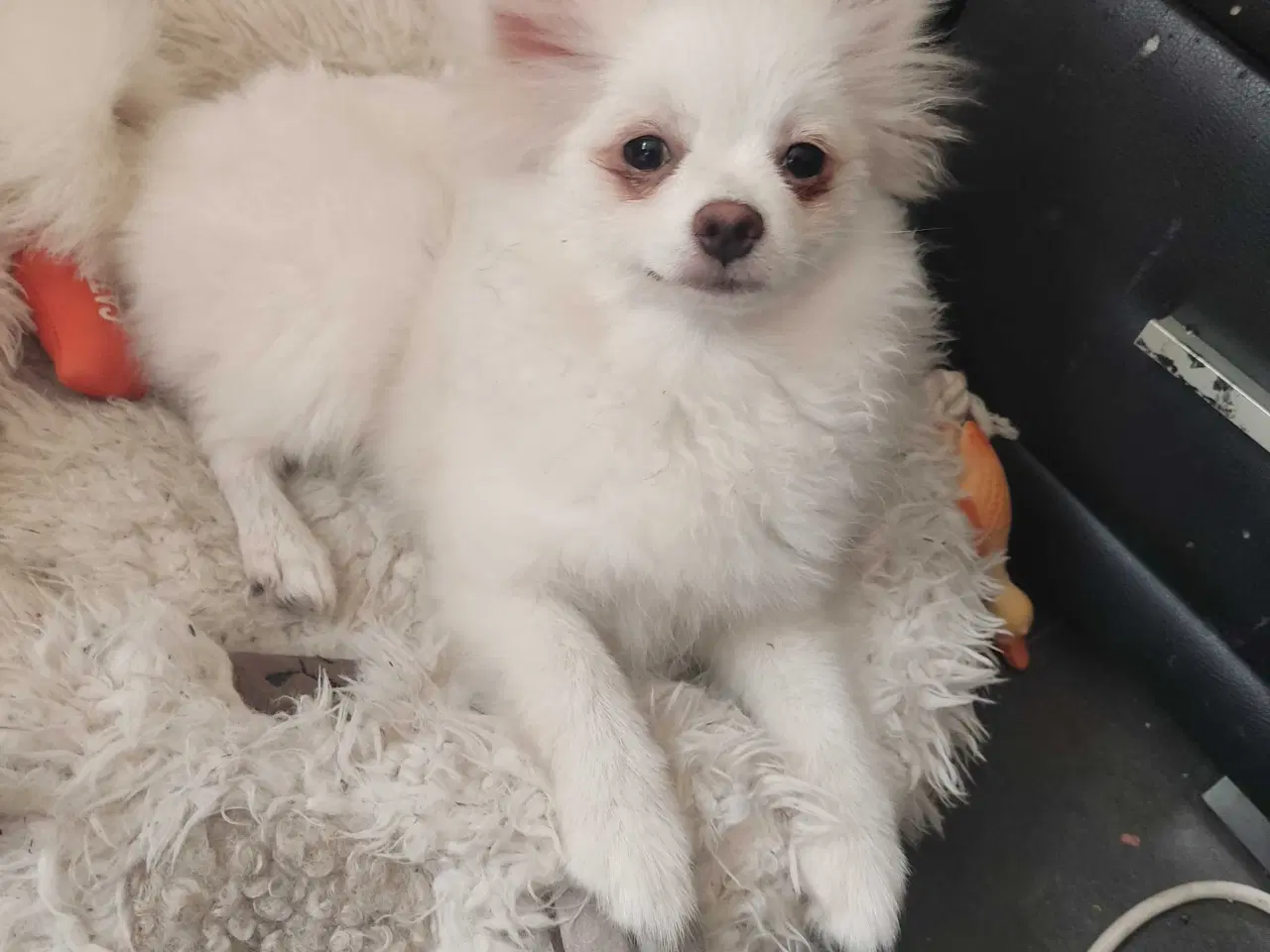 Billede 4 - Mini Pomeranian 