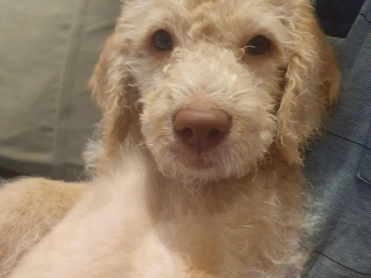 Billede 2 - Charmerende, kærlig labradoodle hvalp