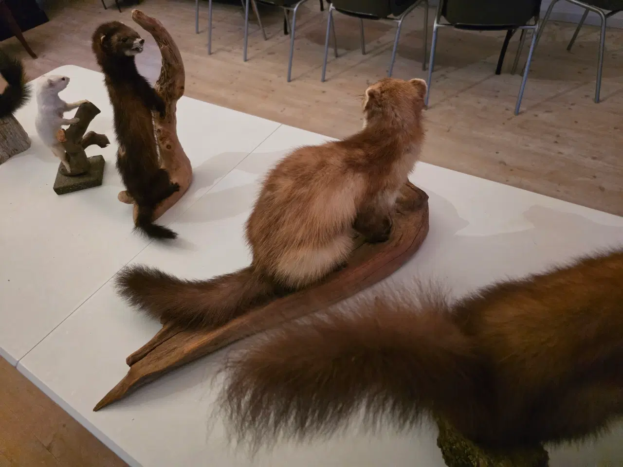 Billede 12 - Rovdyr og Egern, samlet eller hver for sig