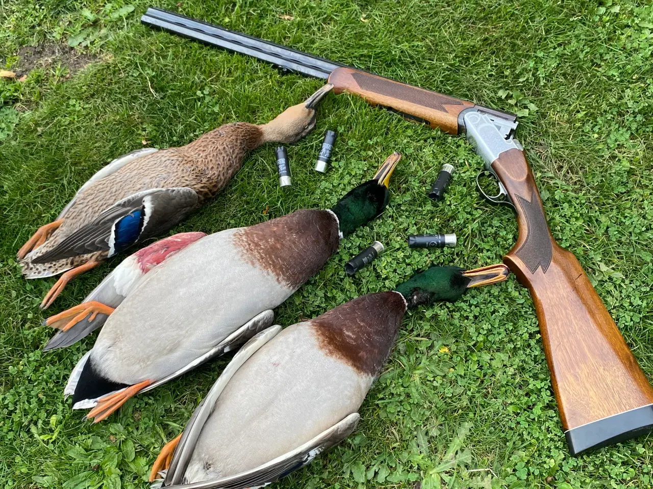 Billede 6 - Husqvarna 