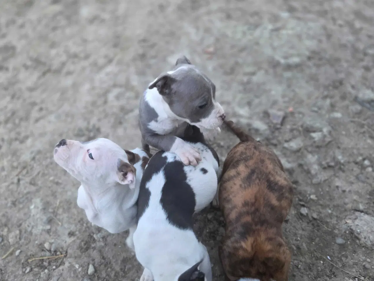 Billede 2 - American Bully XL hvalpe