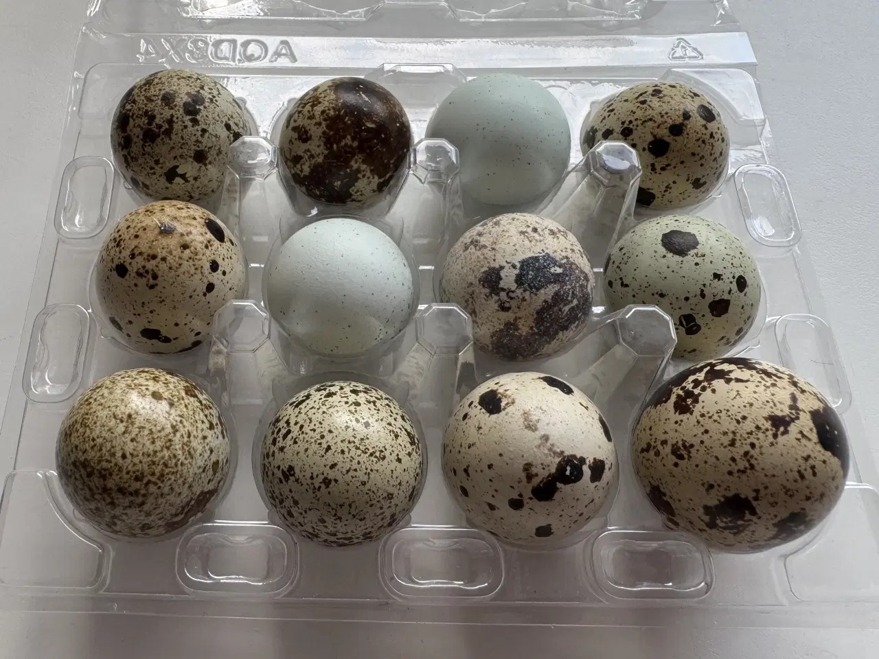 Billede 1 - Vagtel rugeæg 