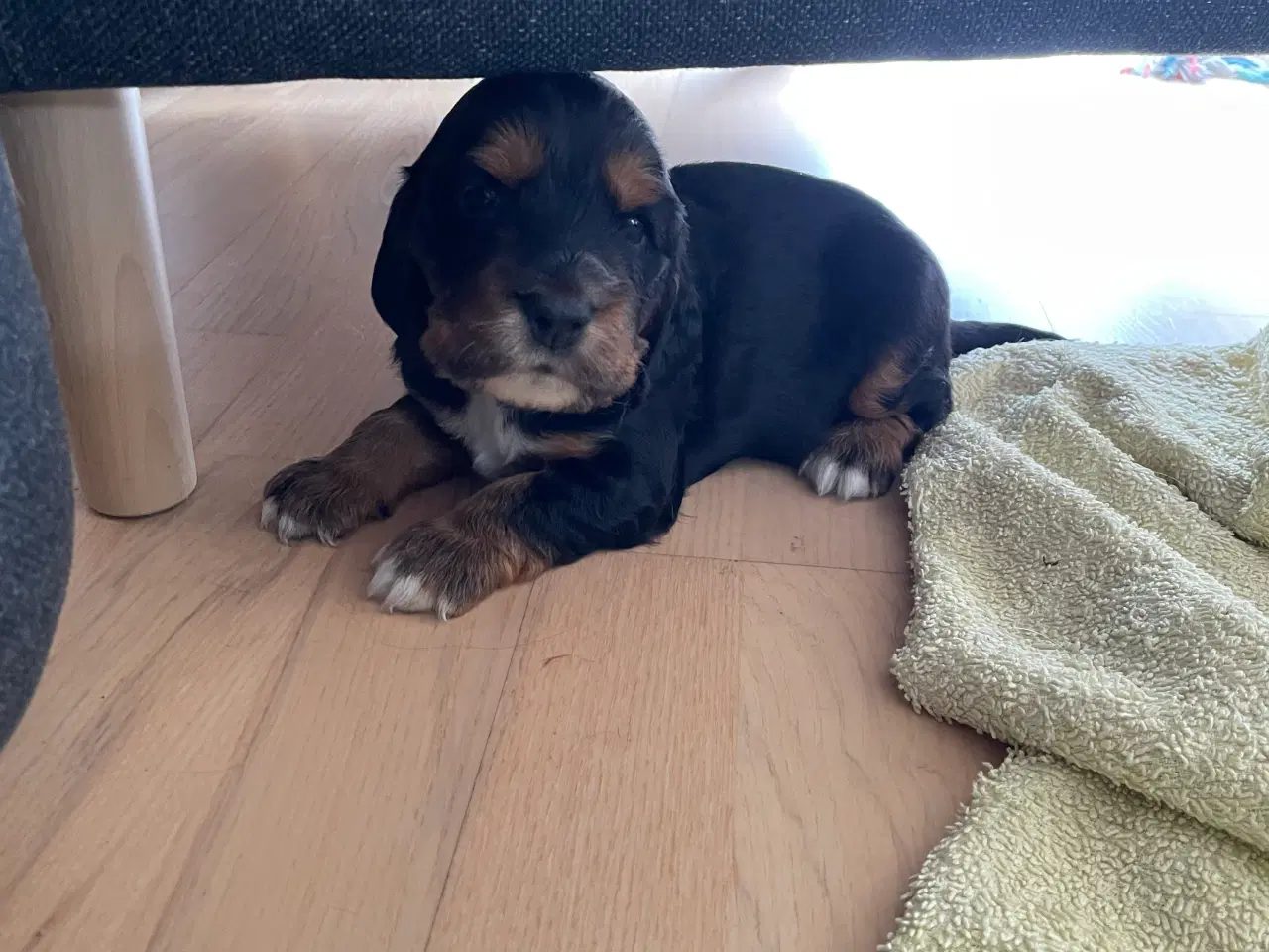 Billede 6 - Cocker Spaniel hvalpe klar til salg 18/5