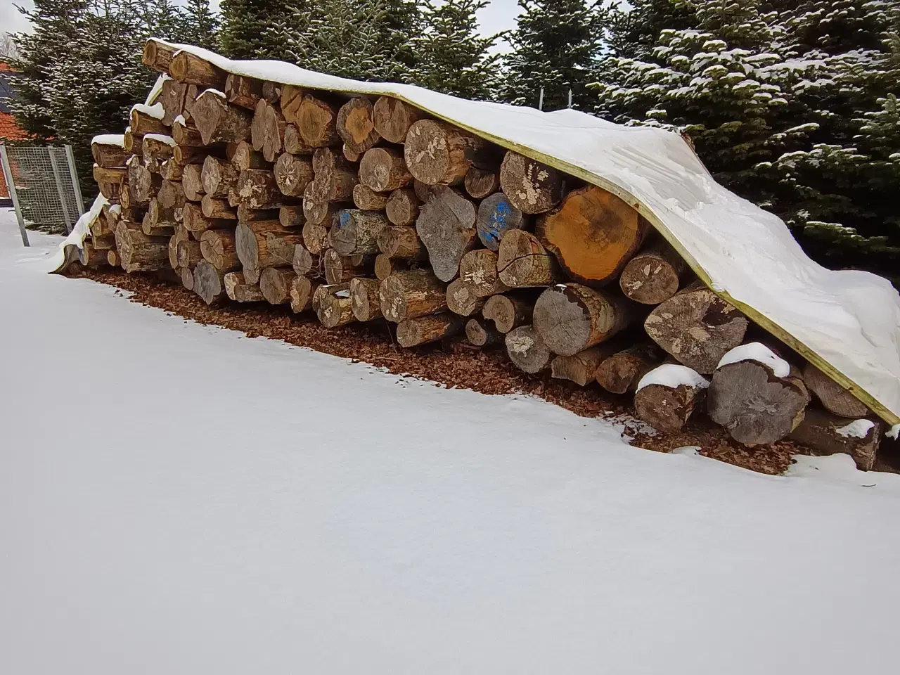 Billede 4 - Bøgetræ i stammer