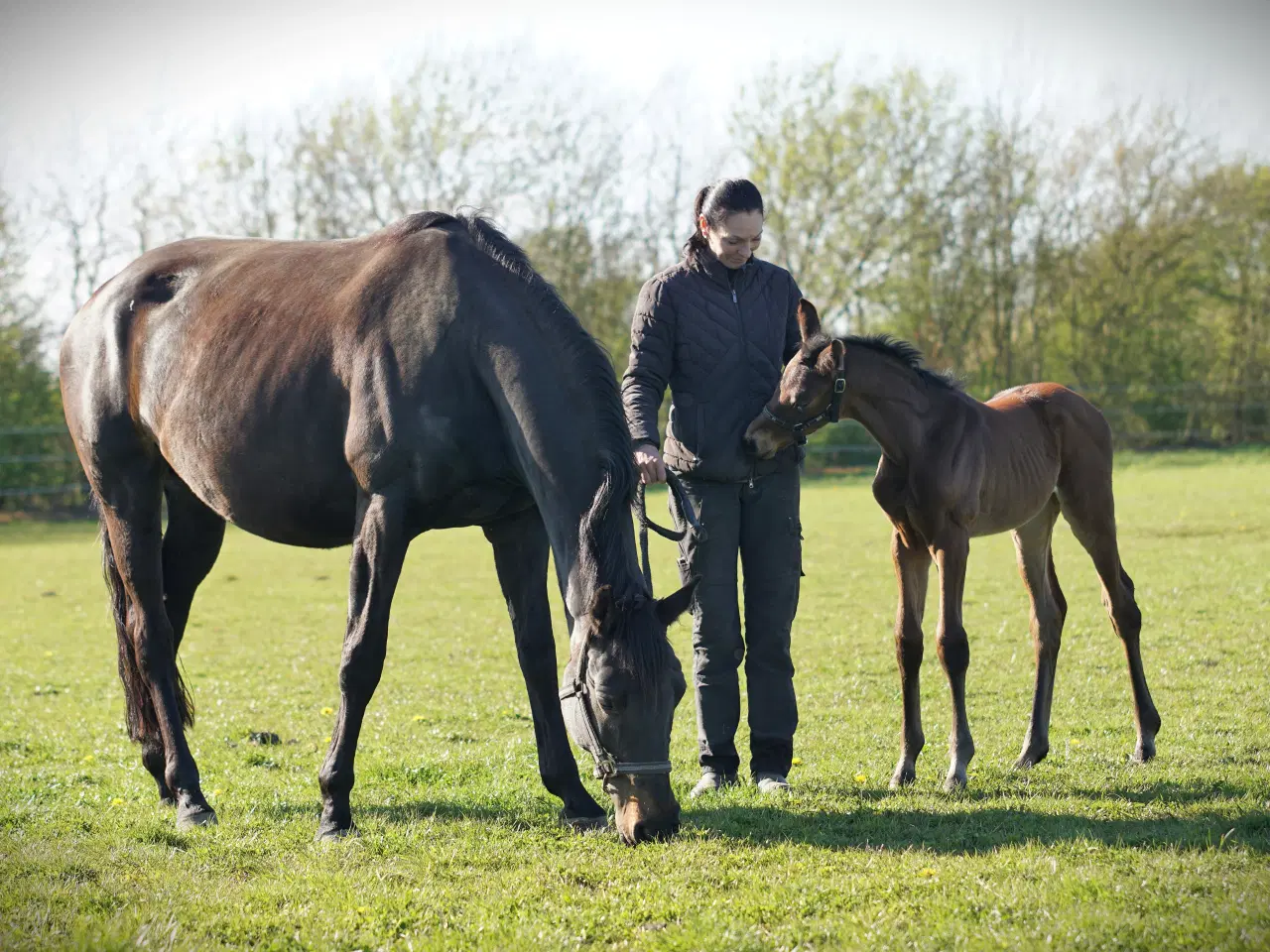Billede 2 - DV Hovedstambog Avlshoppe
