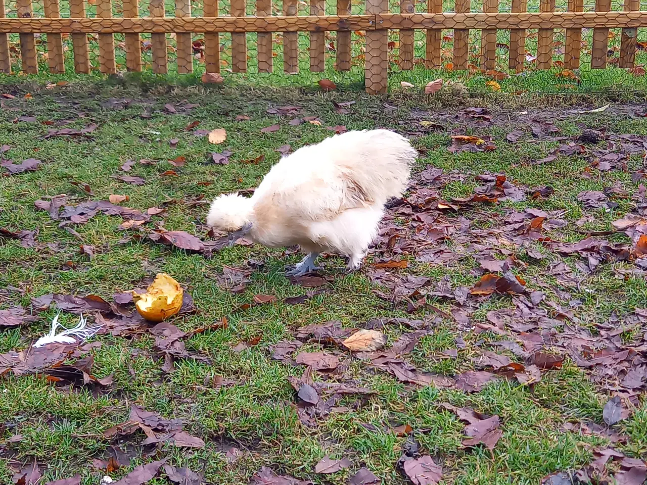 Billede 7 - Us silkehøns