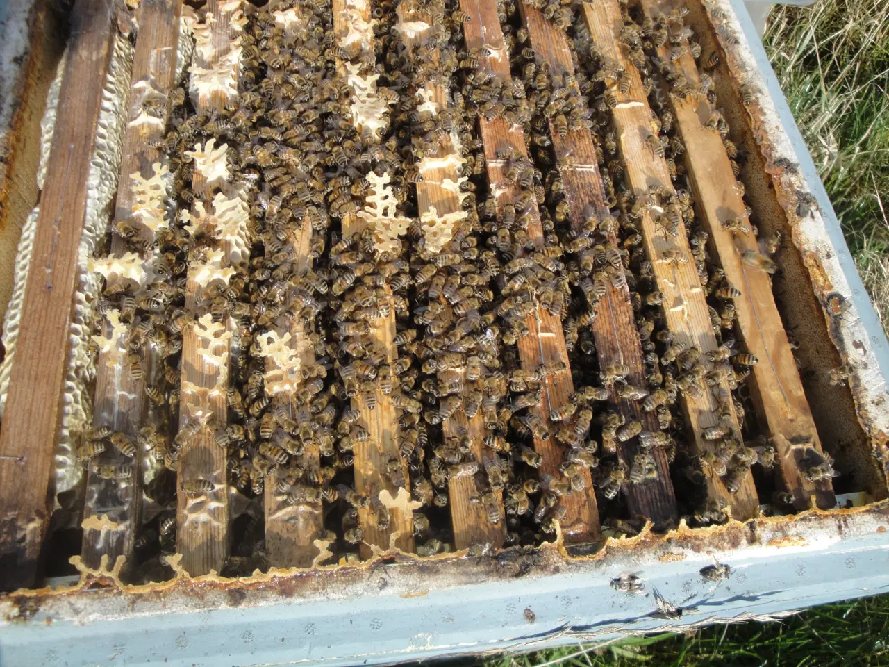 Billede 1 - bifamilier