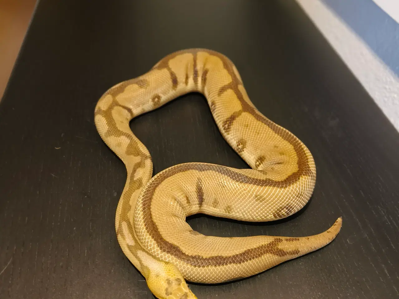 Billede 2 - Konge Python Spotnose Blade Clown 