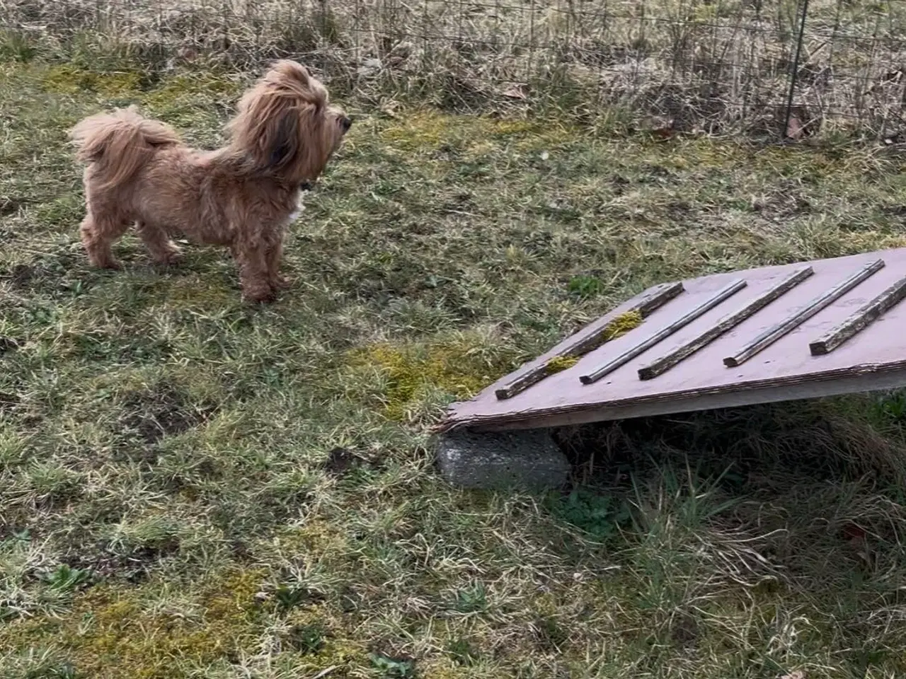 Billede 2 - Rød DKK Bichon Havanais han tilbyder parring