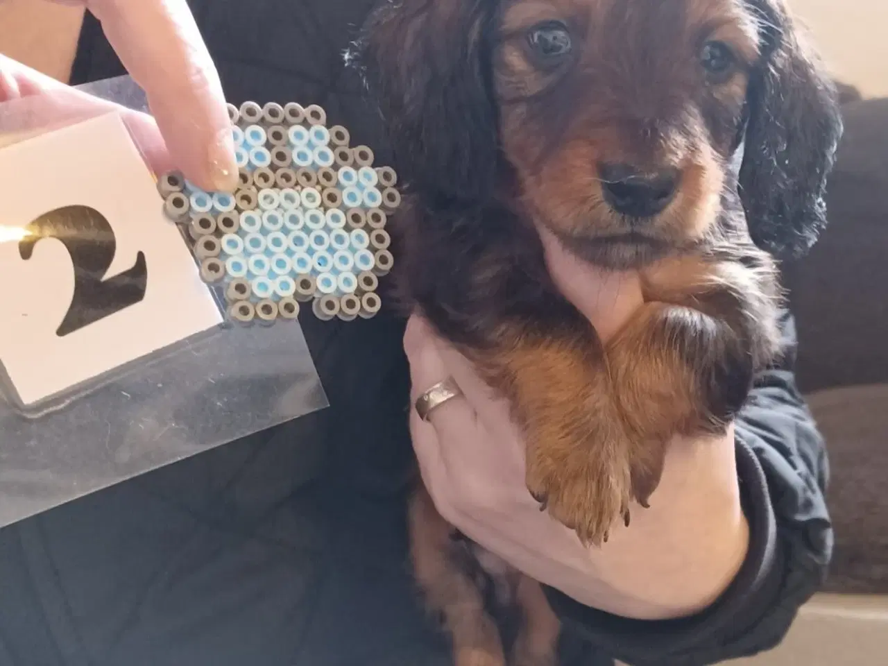 Billede 4 - Langhåret Gravhunde-hvalpe