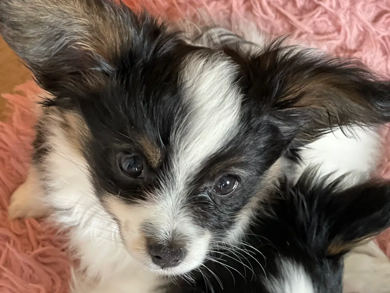 Billede 3 - Hund