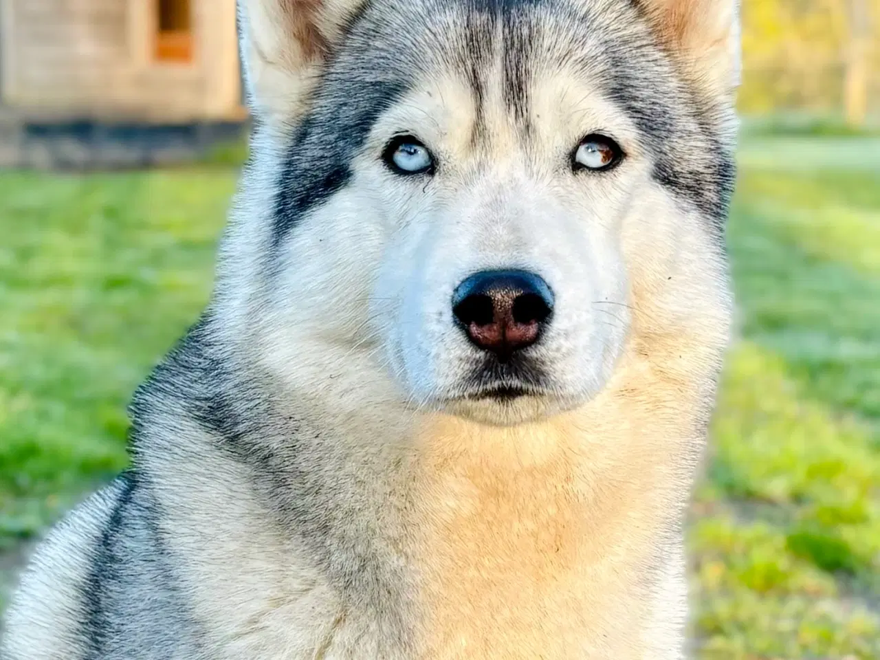 Billede 11 - Hundehvalpe, Siberian Husky / Samojede hvalpe