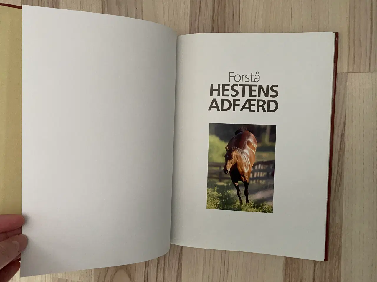 Billede 5 - Hestebøger alt om heste