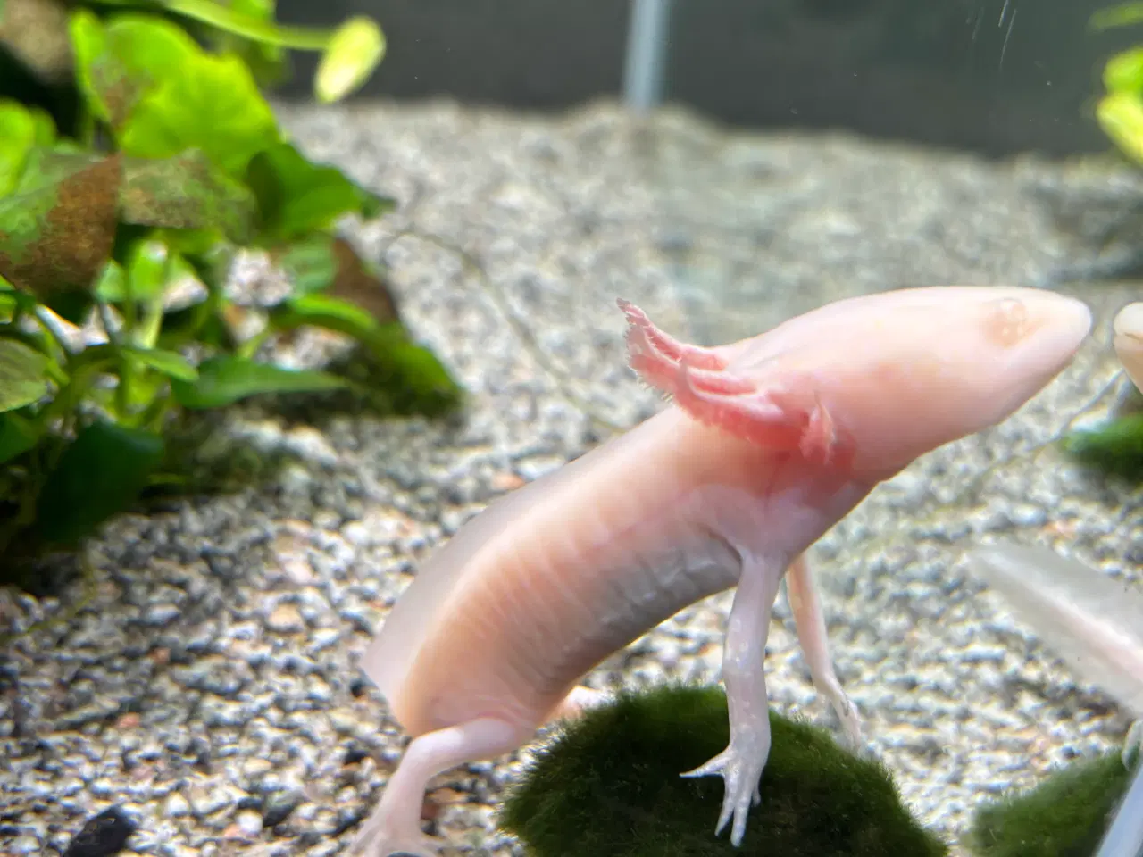 Billede 3 - Axoloti