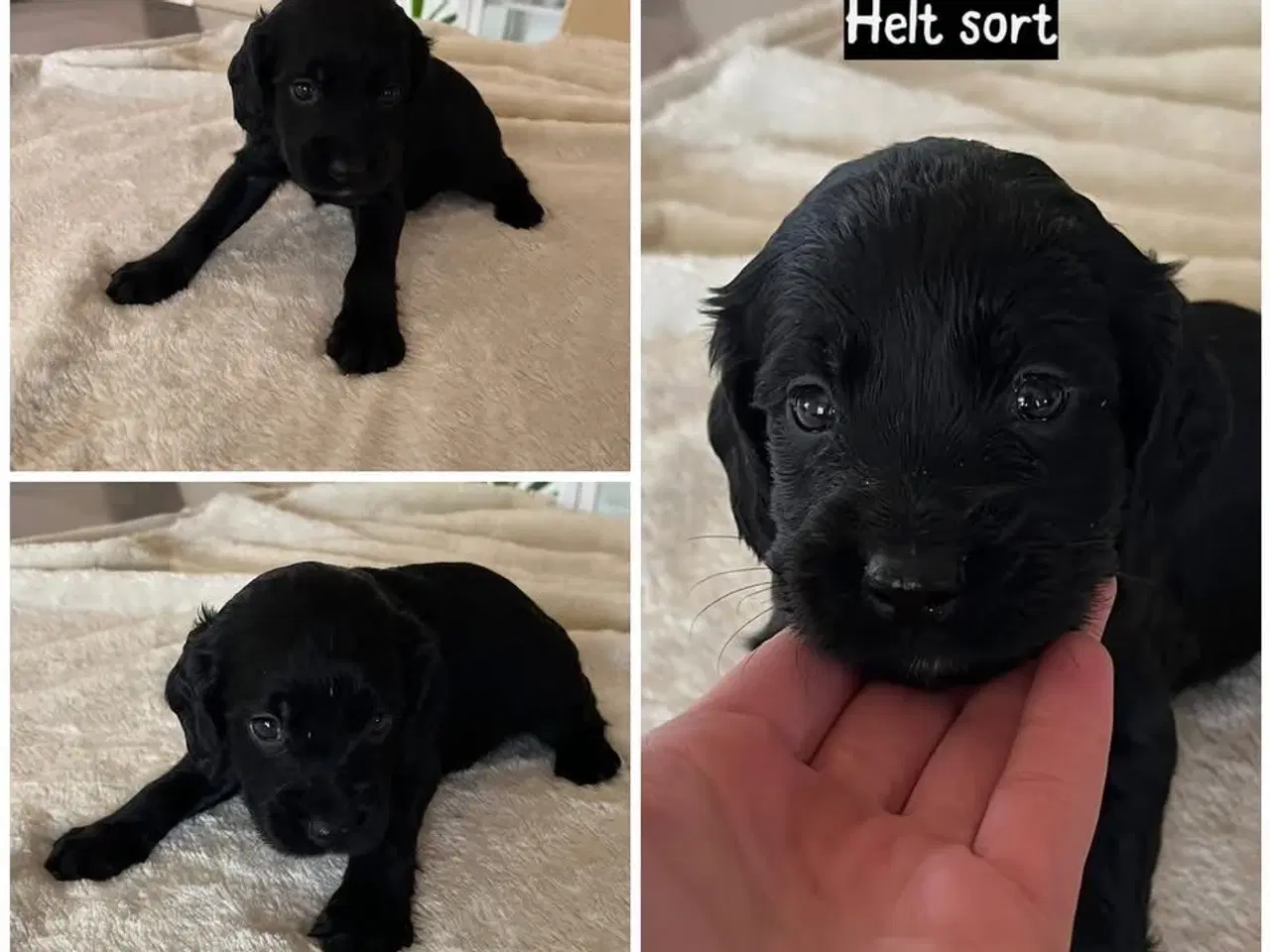 Billede 2 - Ft cocker spaniels hundehvalpe