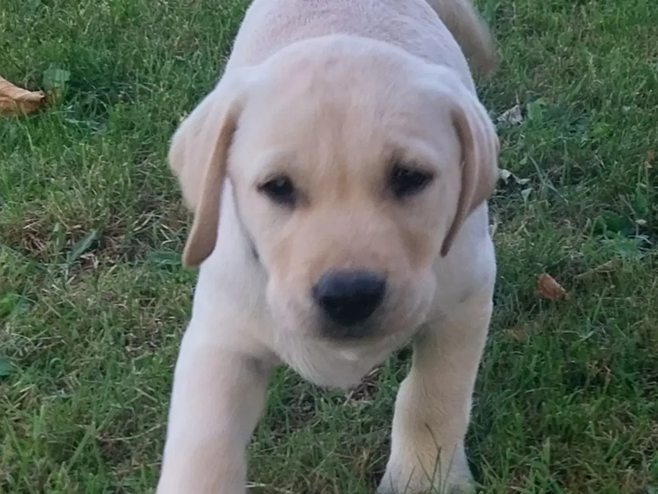 Billede 4 - Gule labrador hvalpe.