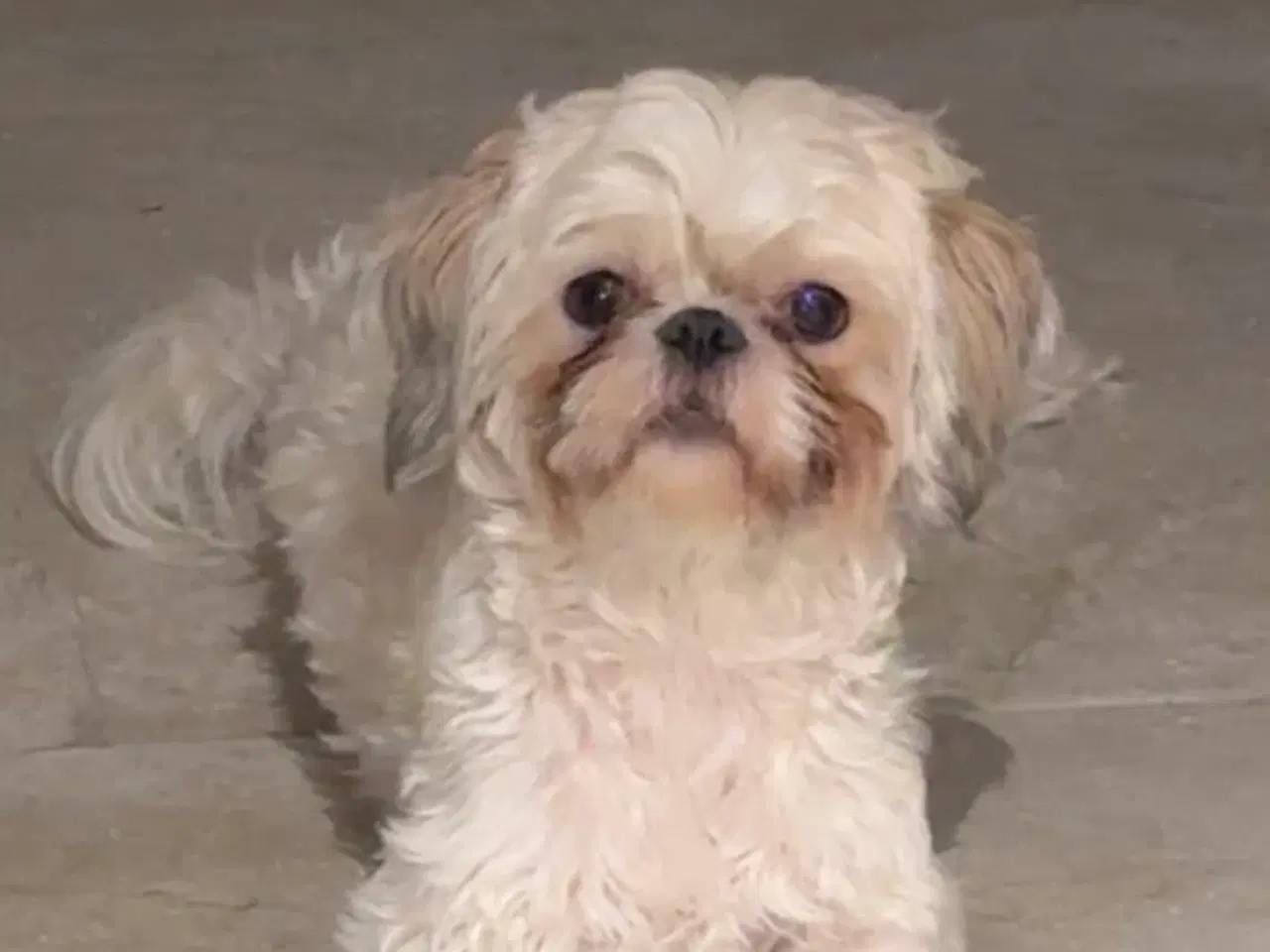 Billede 6 - SHIH-POO hvalpe 