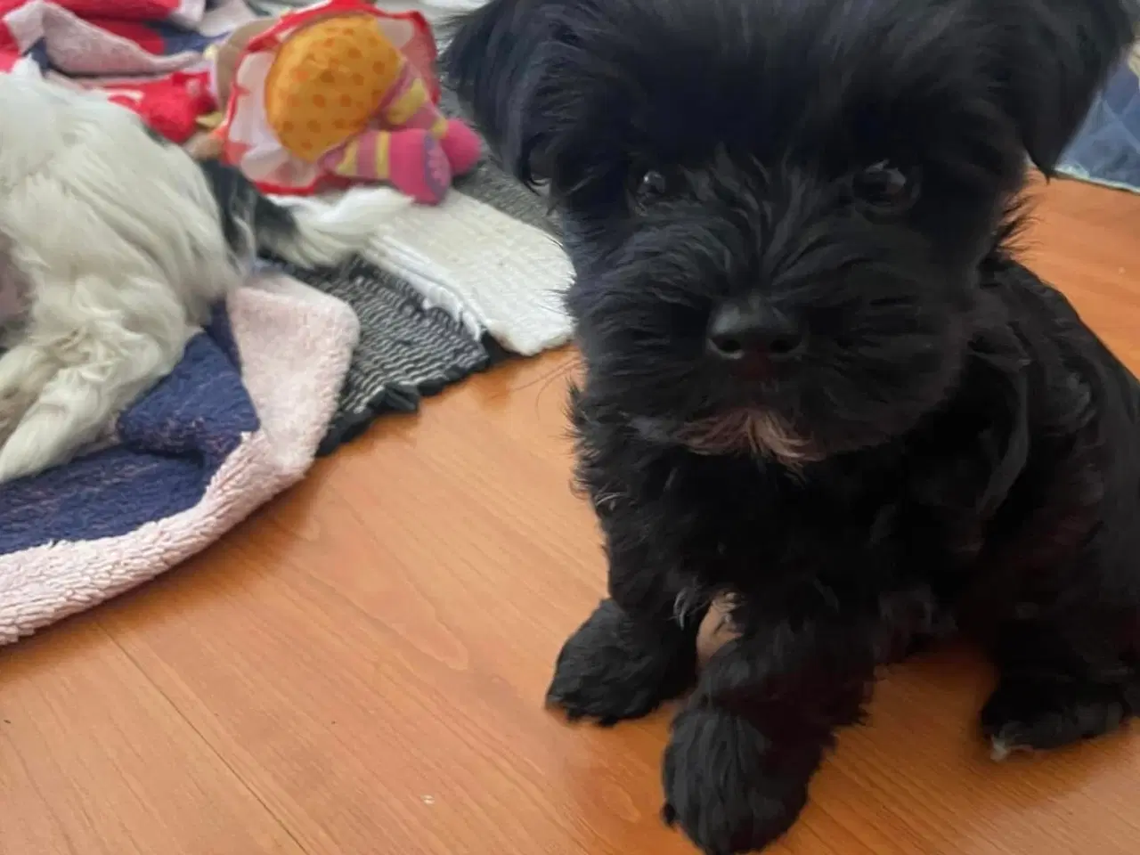 Billede 9 -  parring af Malteser /Yorkshire terrier 