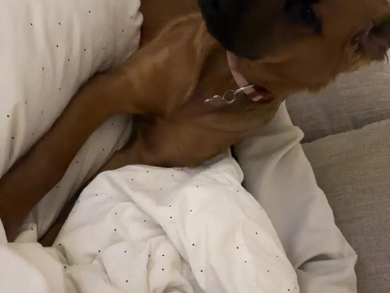 Billede 2 - Nala søger nyt hjem med kærlighed og rummelighed 