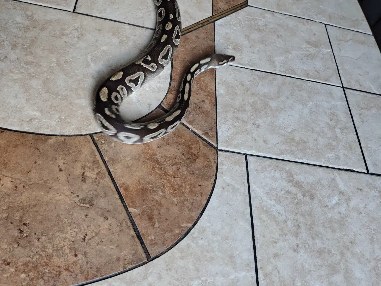 Billede 1 - Slange sælges