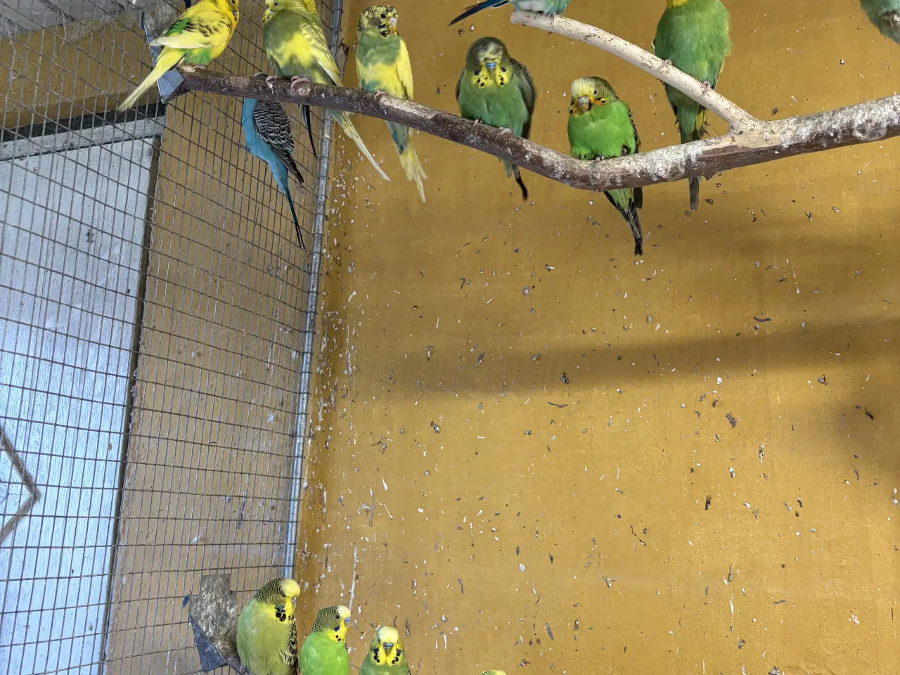 Billede 3 - Undulater i mange flotte farver