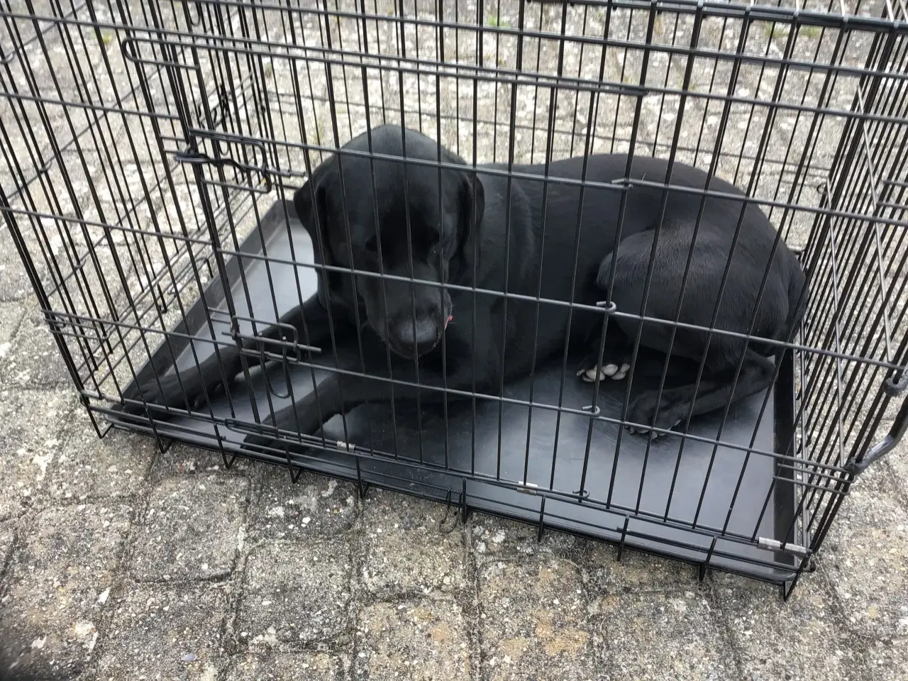 Billede 5 - Hundebur til mellem stor hund