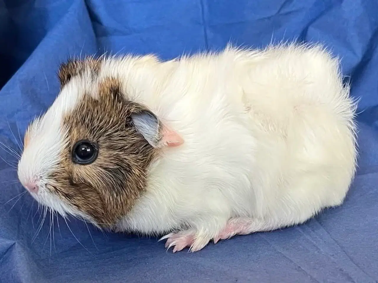 Billede 1 - Han unge 