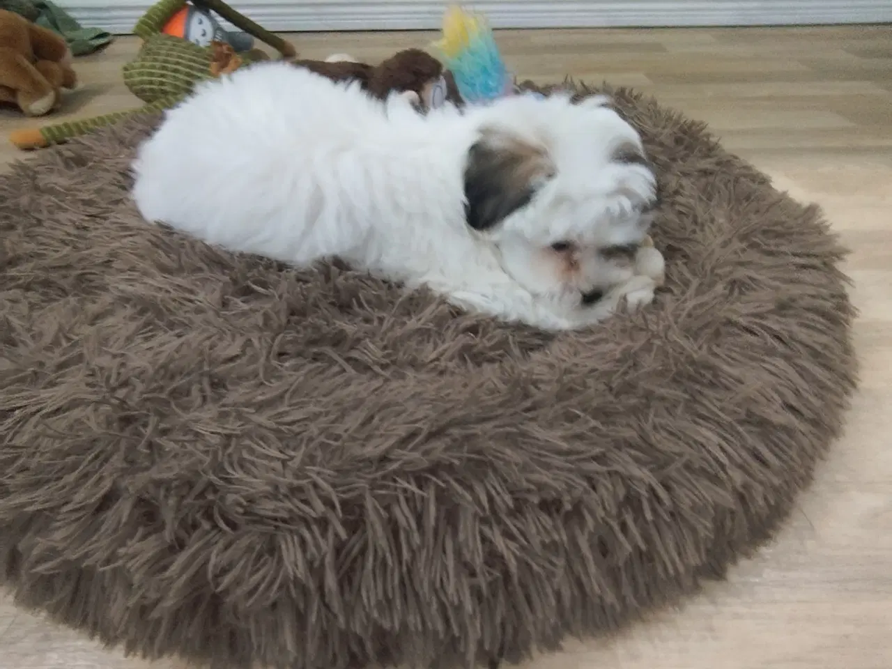 Billede 4 - Bichon Havanais hvalpe