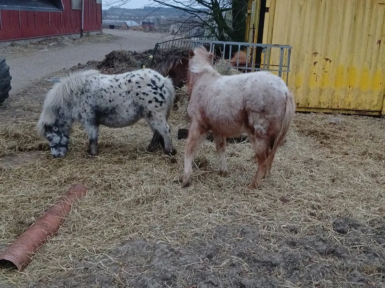 Billede 9 - Ponyer søger nyt hjem.