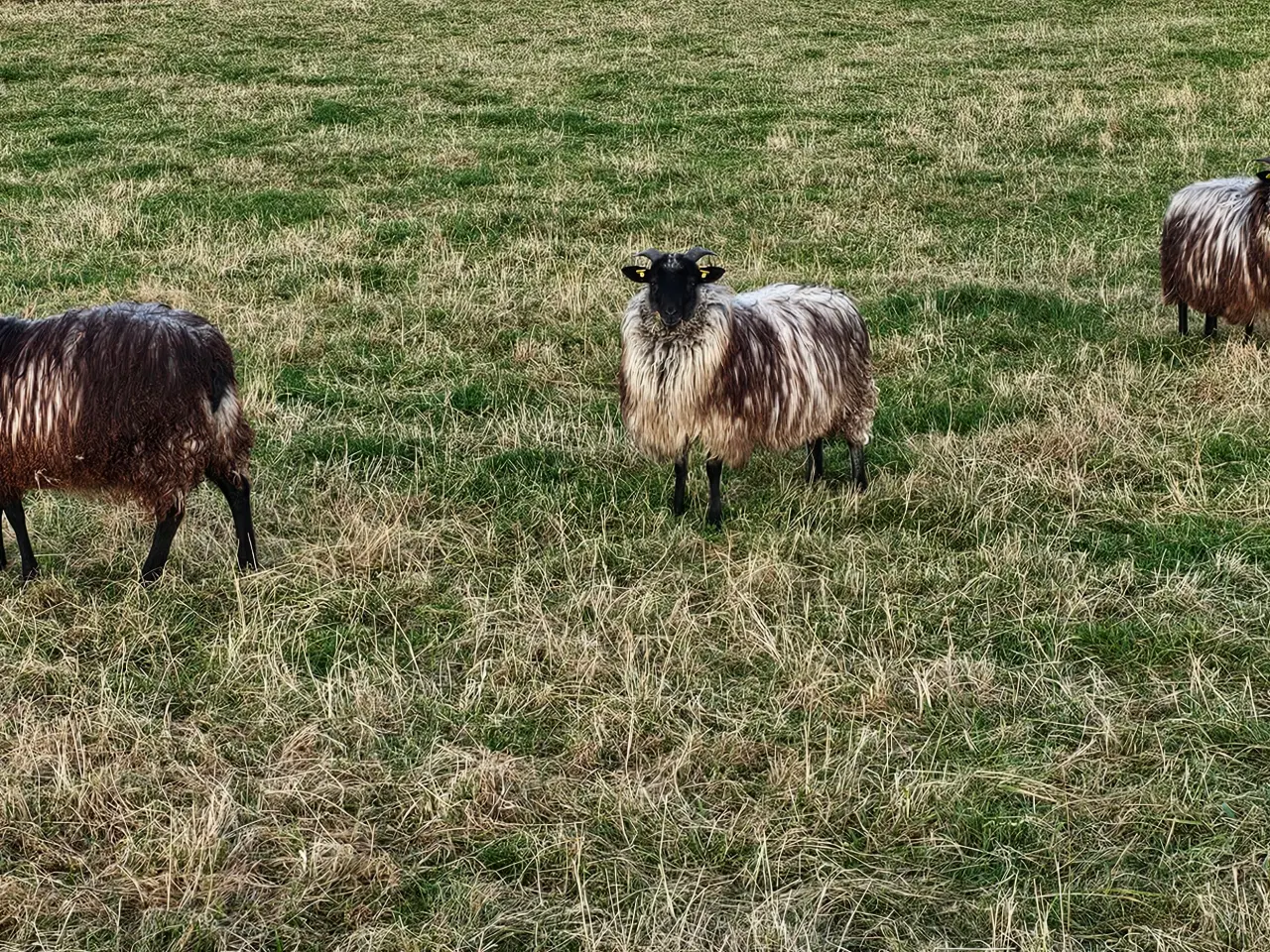 Billede 1 - Lüneburger gimmer lam 