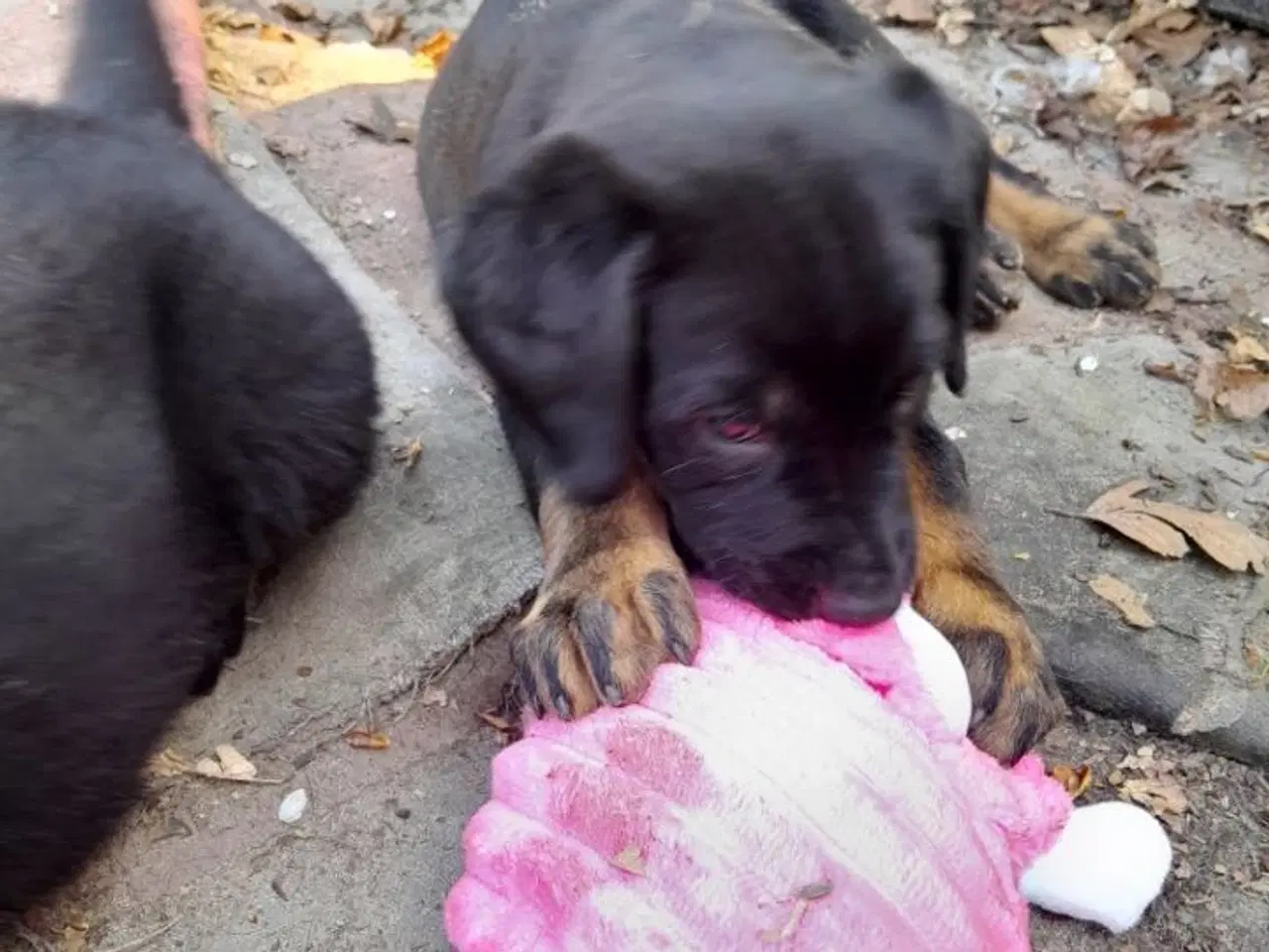 Billede 3 - Rottweiler og labrador blanding 