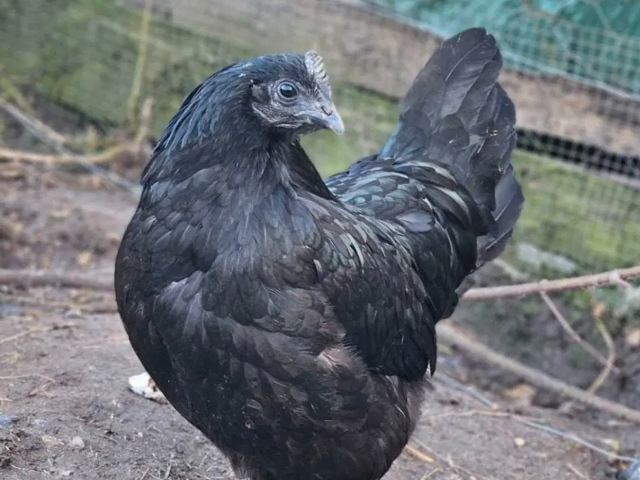 Billede 12 - Ayam Cemani rugeæg 