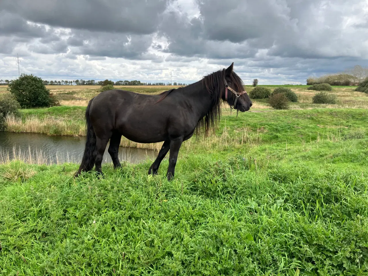Billede 3 - Fellpony hoppe 8 år