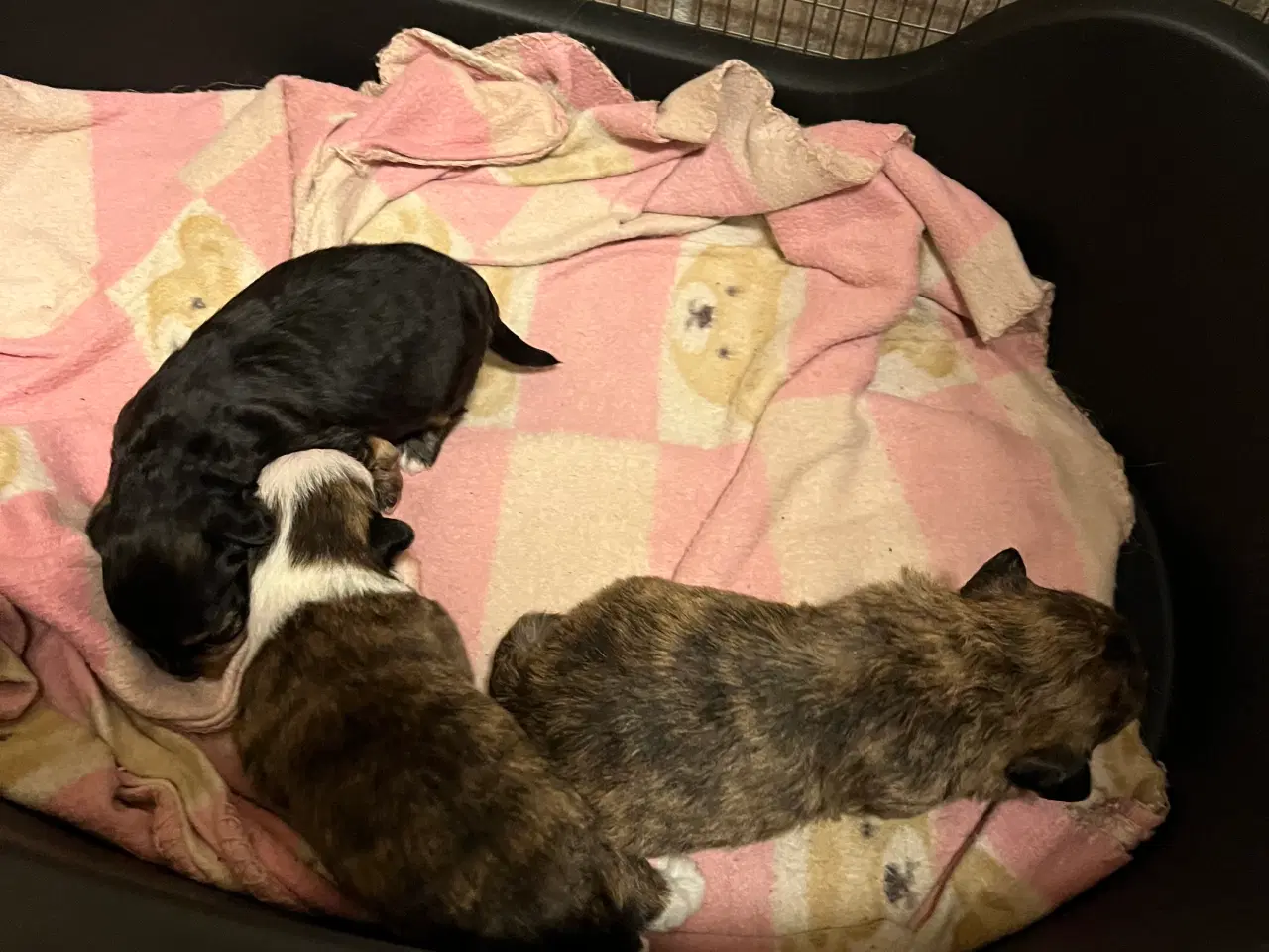 Billede 5 - Kun en tigerstribet tæve nu! Små blandinger