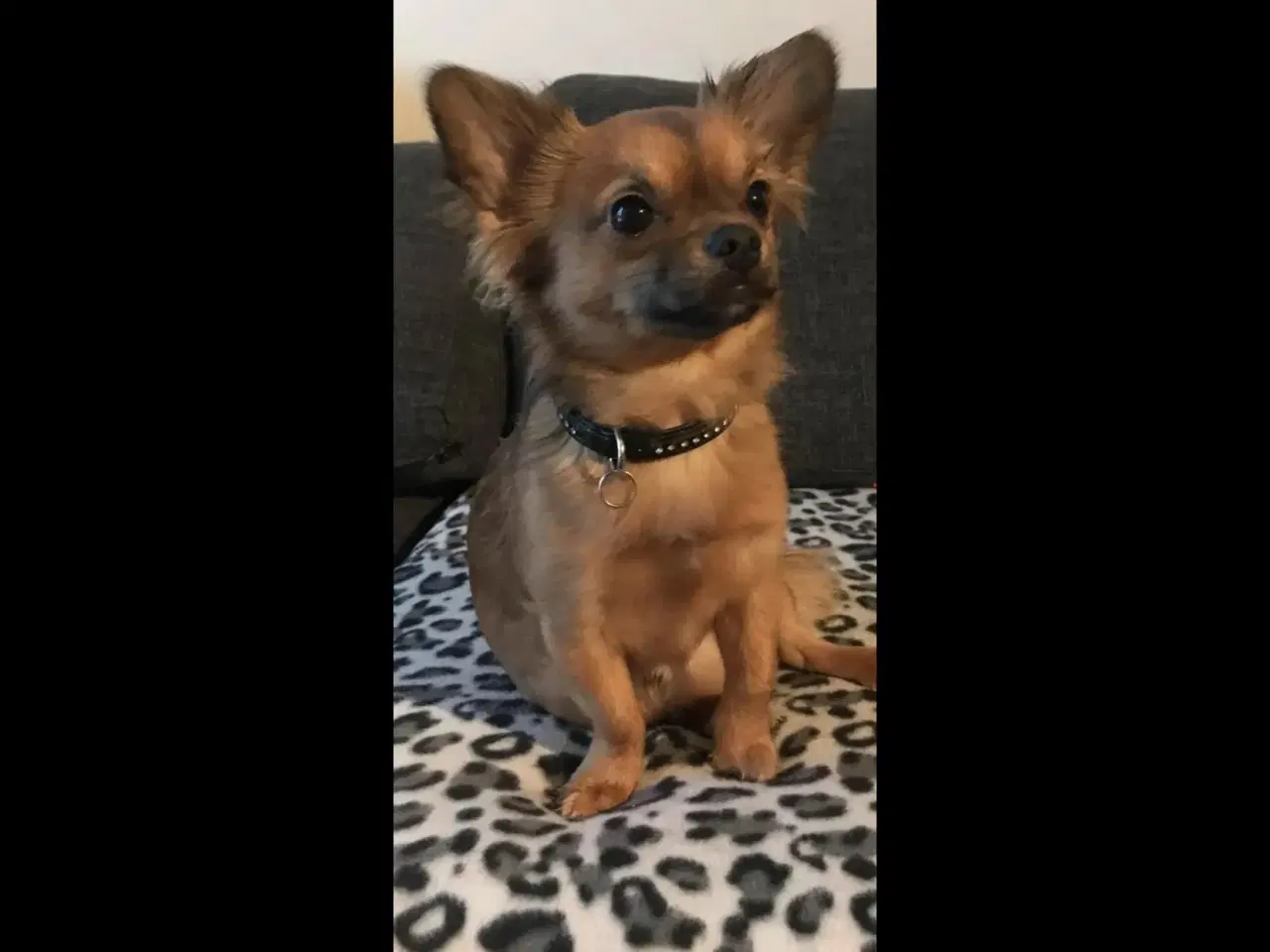 Billede 1 - chihuahua/pekingeser